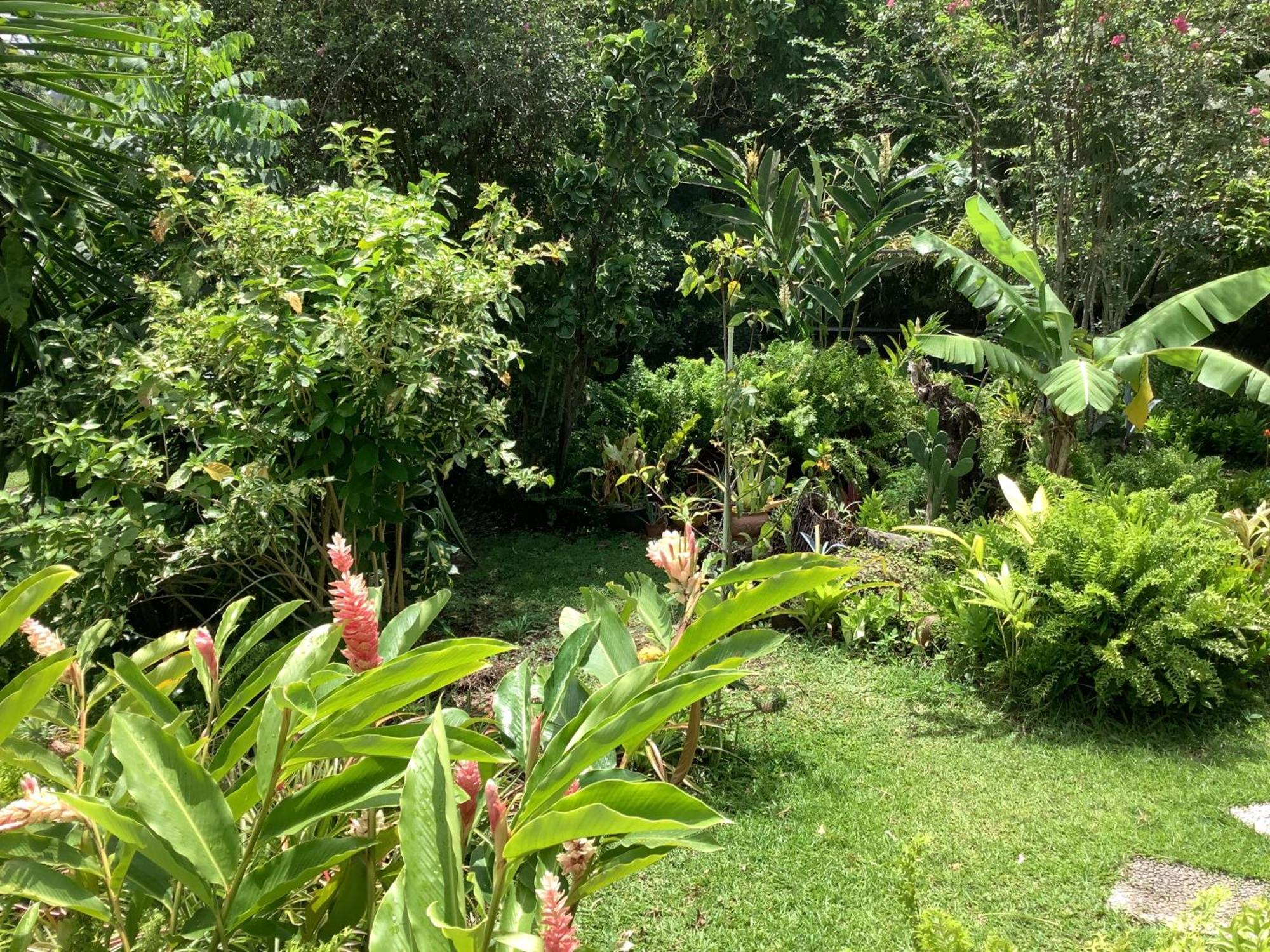 La Siguine Villa Gourbeyre Ngoại thất bức ảnh