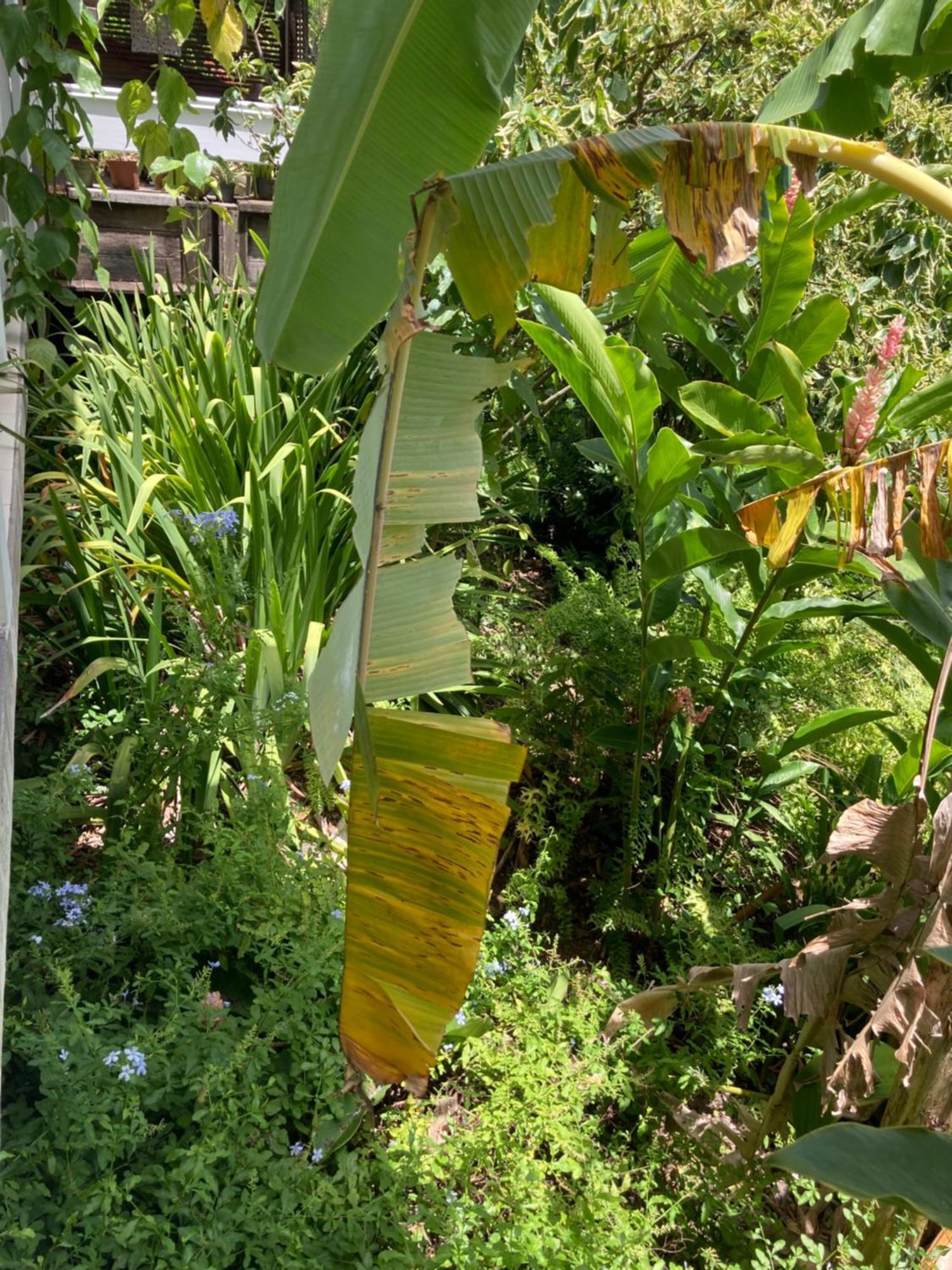 La Siguine Villa Gourbeyre Ngoại thất bức ảnh